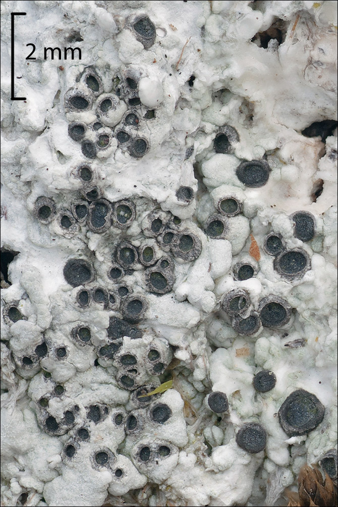 Image of Cow pie lichen