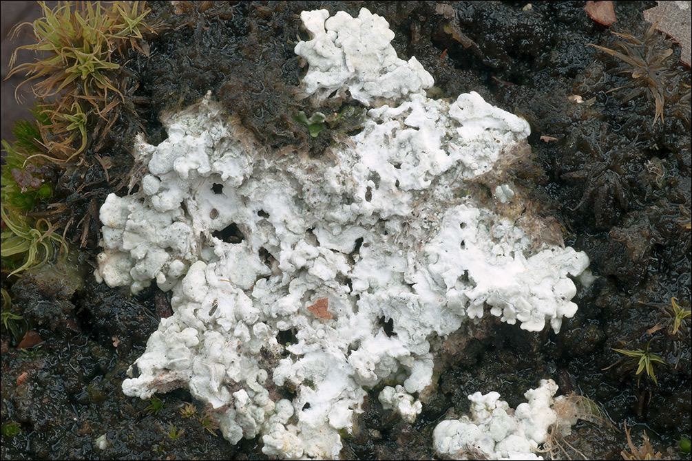 Image of Cow pie lichen