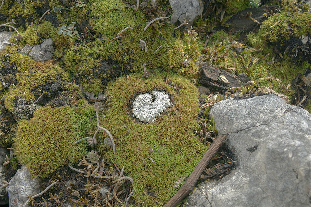 Image of Cow pie lichen