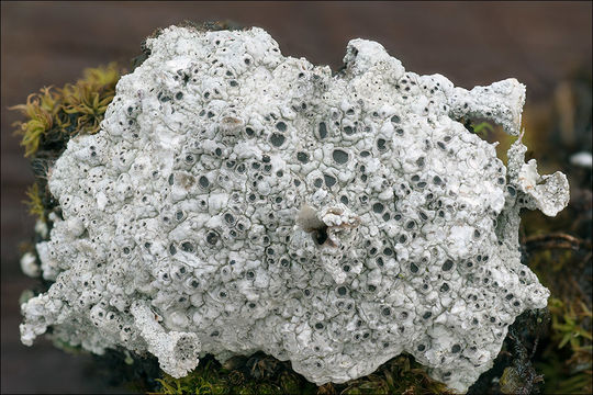 Image of Cow pie lichen