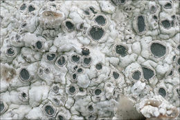 Image of Cow pie lichen