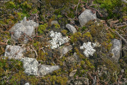 Image of Cow pie lichen