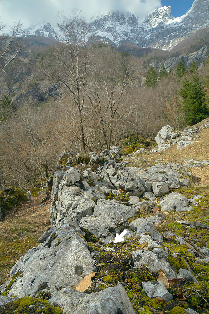 Image of Cow pie lichen