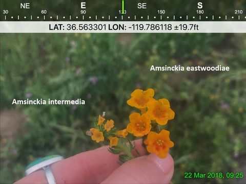 Image of Eastwood's fiddleneck