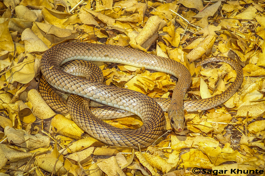 Imagem de Psammophis longifrons Boulenger 1896