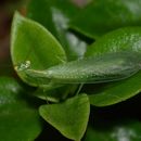 Image de Tropidomantis (Eomantis) guttatipennis Stal 1877