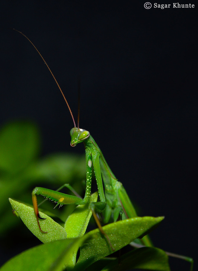 Image of European Mantid