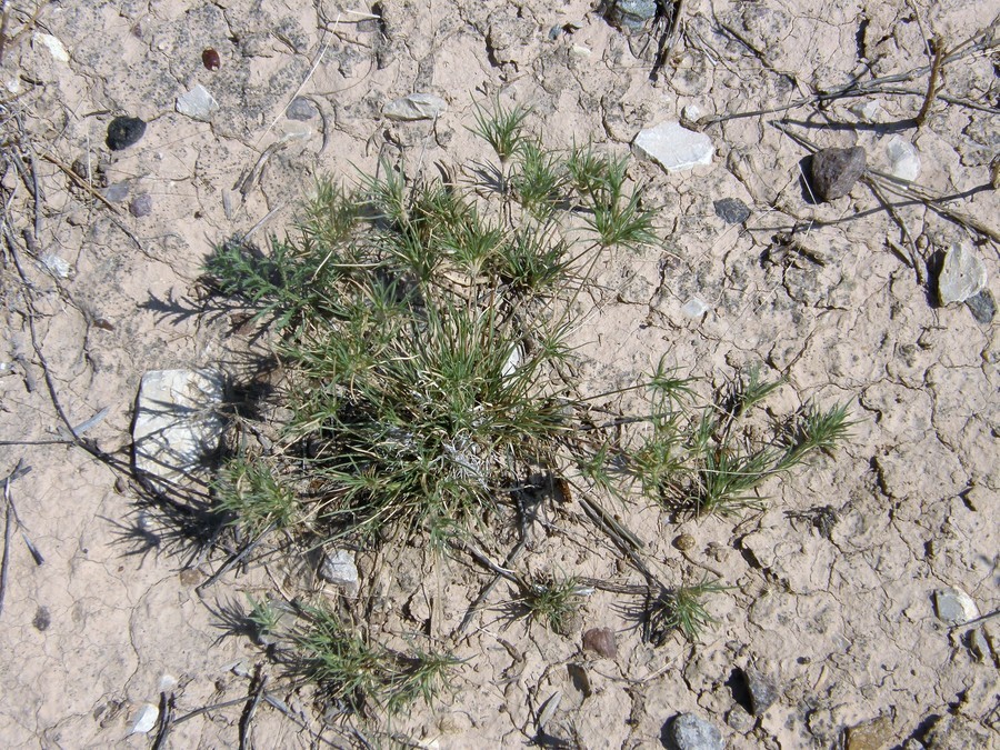 Image of false buffalograss