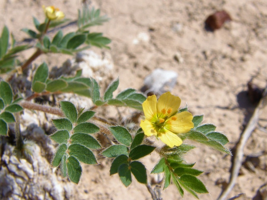 Image of warty caltrop