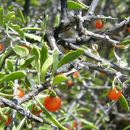 Image de Lycium berlandieri var. parviflorum (A. Gray) Terracc.