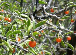 Image of Berlandier's wolfberry