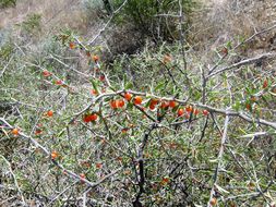 Image of Berlandier's wolfberry