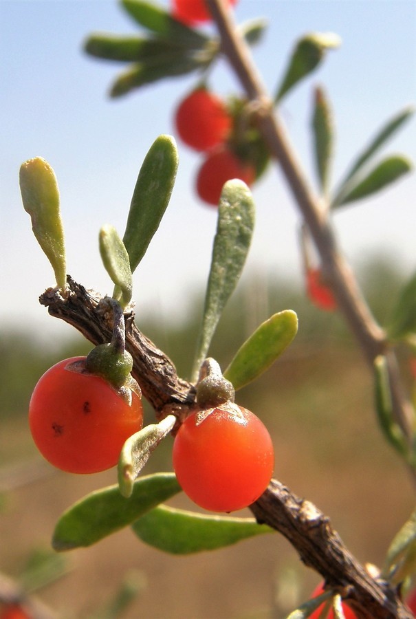 Image of Berlandier's wolfberry