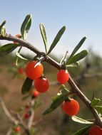 Image of Berlandier's wolfberry