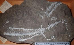 Image of Mesosaurus