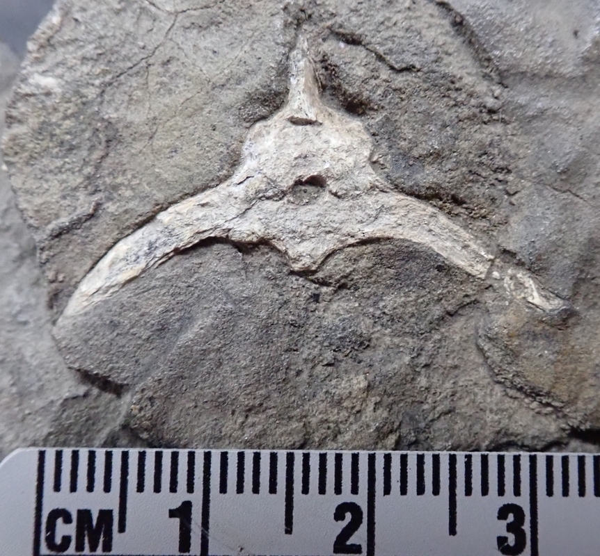 Image of Mesosaurus