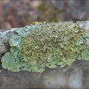 Image of flavopunctelia lichen