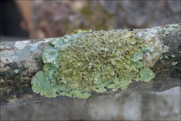 Image of Speckled greenshield