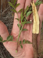 Image of cultivated licorice