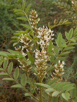 Image of cultivated licorice