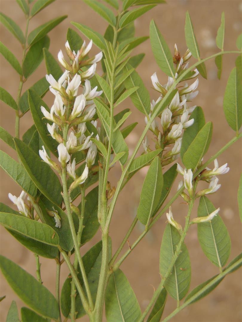 Image of cultivated licorice