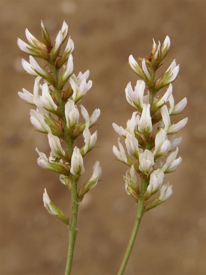 Imagem de Glycyrrhiza glabra L.