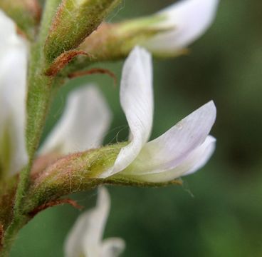 Image of cultivated licorice