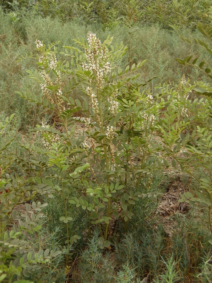 Imagem de Glycyrrhiza glabra L.