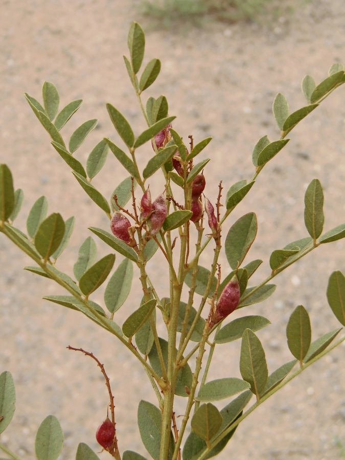 Image of cultivated licorice