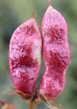 Image of cultivated licorice