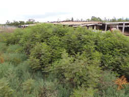 Image of cultivated licorice