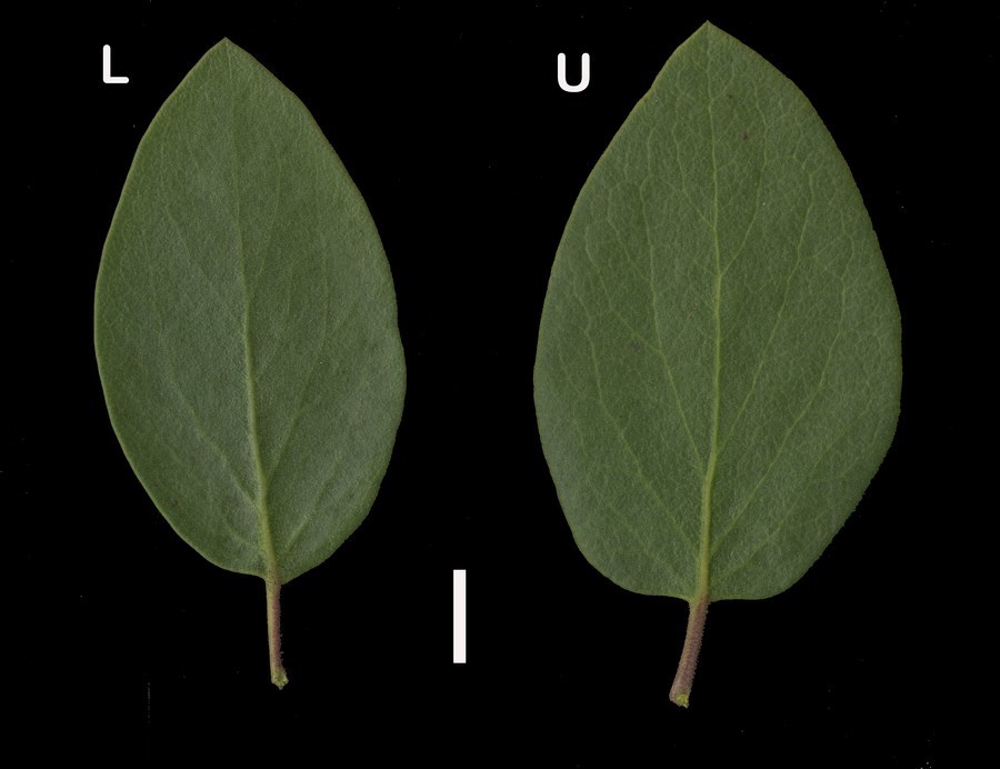 Sivun Arctostaphylos manzanita subsp. roofii (Gankin) P. V. Wells kuva