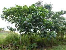 Image of parasol leaf tree