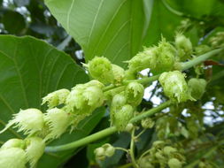 Image of parasol leaf tree