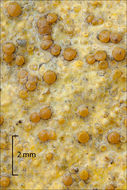 Image of Caloplaca ochracea (Schaer.) Flagey