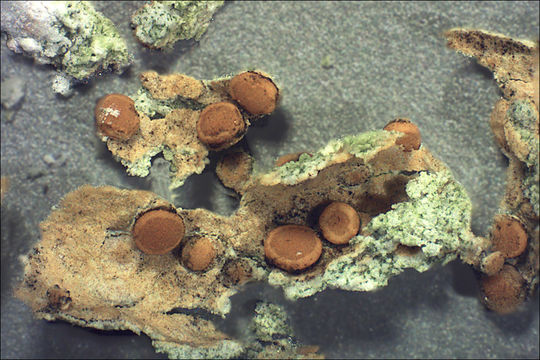 Image of Caloplaca ochracea (Schaer.) Flagey