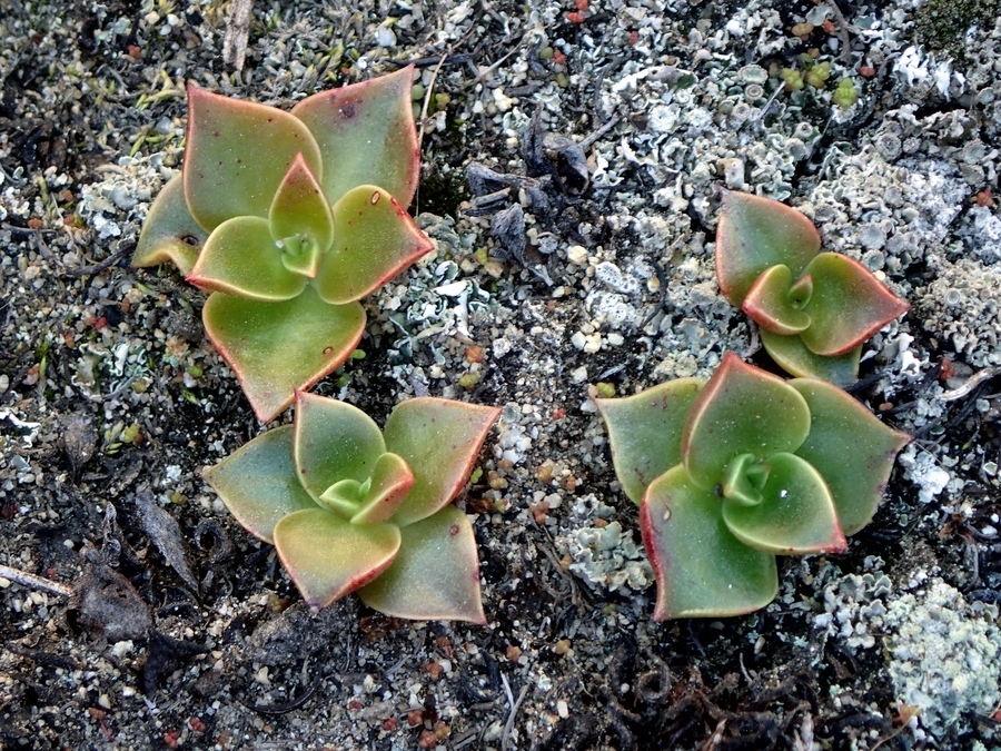 Imagem de Dudleya stolonifera Moran