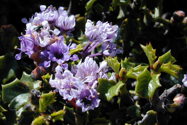 Image of Jepson ceanothus