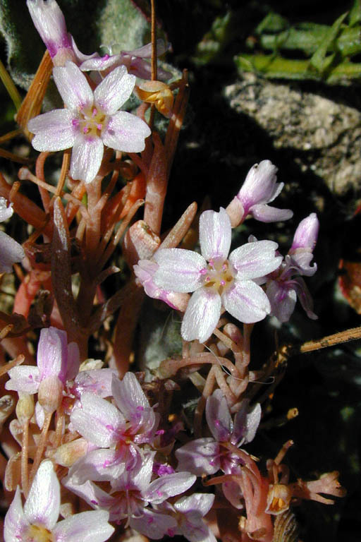 Image of gypsum springbeauty