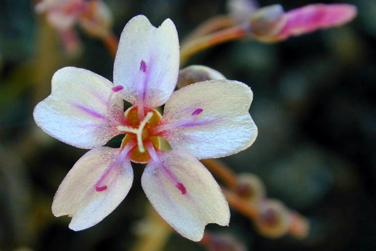 Image of gypsum springbeauty