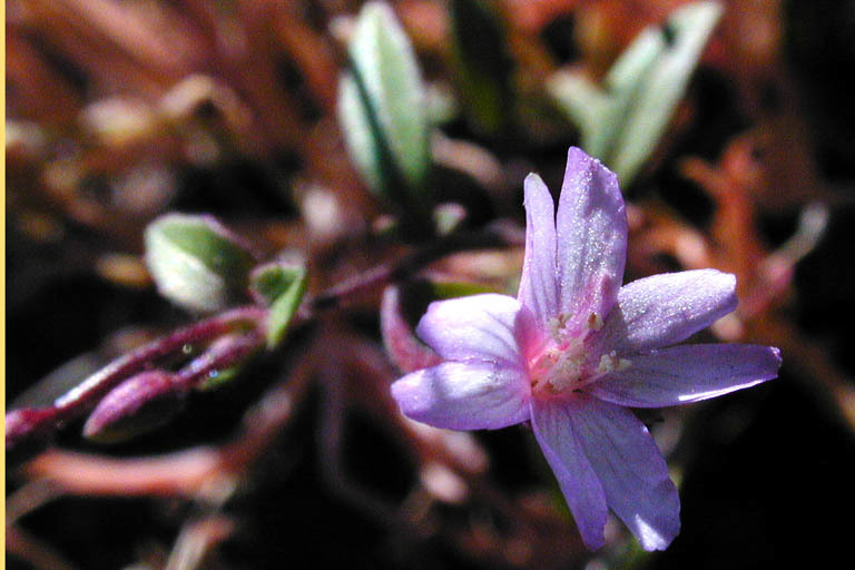Image of chaparral willowherb