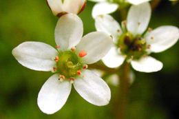 Image of California Pseudosaxifrage