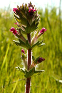 Image of broadleaf glandweed