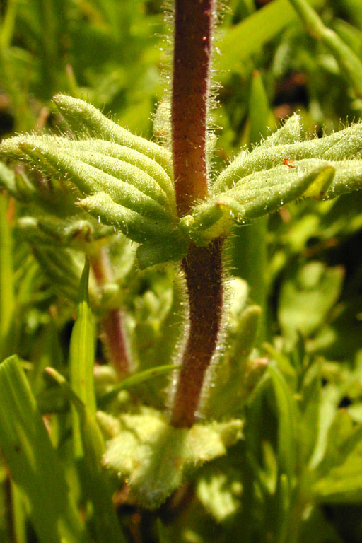 Image of broadleaf glandweed