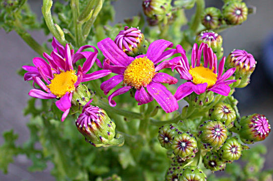 Image of redpurple ragwort