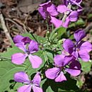 Imagem de Hesperis matronalis L.