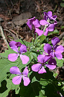 Image of Dame's-violet