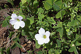 Sivun Oxalis incarnata L. kuva