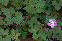 Image of Canary Island geranium