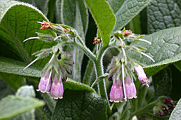 Image of boneset